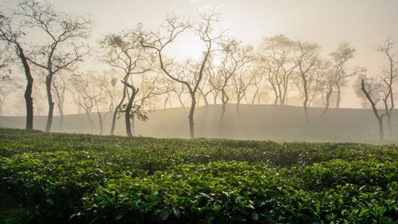 শীতে কাঁপছে শ্রীমঙ্গল, তাপমাত্রা নামলো ৫.৬ ডিগ্রিতে