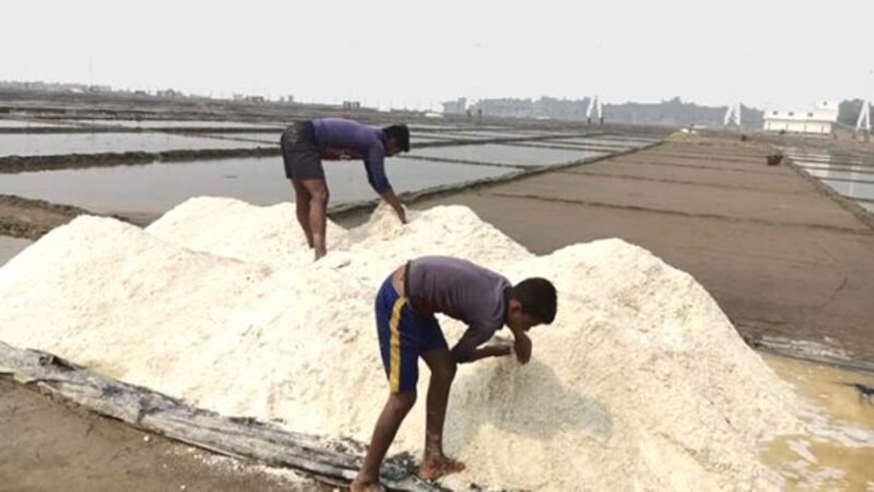 হঠাৎ লবণের দাম অর্ধেকে, ক্ষুব্ধ তৃণমূল চাষিরা