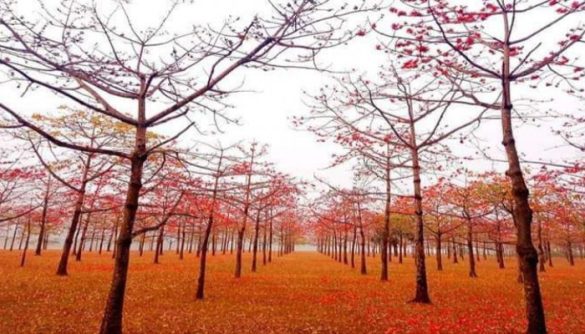 ফাগুনের আগুন নিয়ে হাজির ঋতুরাজ বসন্তের দূত
