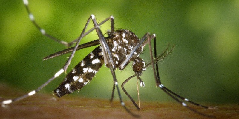 ডেঙ্গুতে হাসপাতালে ভর্তি ৭৫৯ জন, মৃত্যু ১২